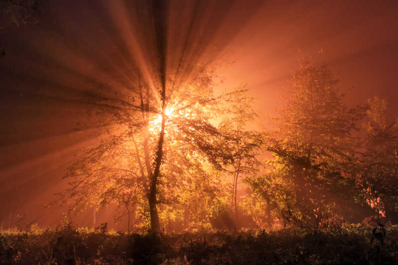 初升太阳第一缕光线照射在自然森林中